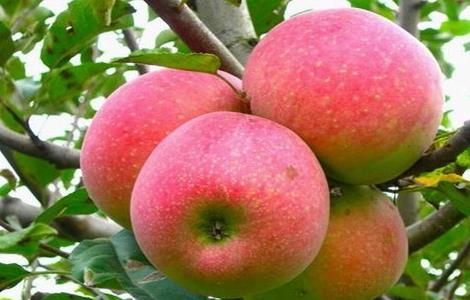 导致苹果早衰的原因 女性早衰原因