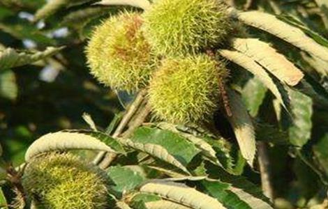 板栗空苞的原因及防治方法 板栗防止空果的方法