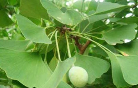 银杏落果怎么办(银杏果落了一地怎么弄啊)