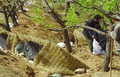 板栗的高产施肥技术 板栗的高产施肥技术有哪些