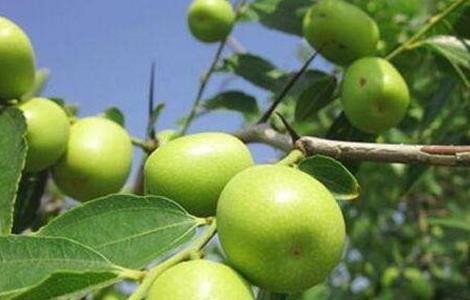 青枣种植的注意事项（青枣的种植技术和管理）