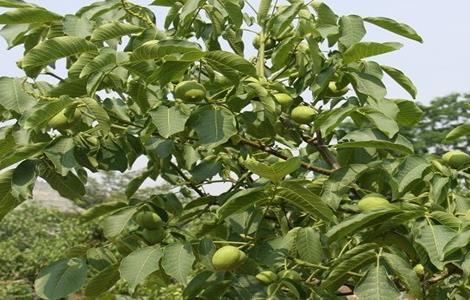 提高核桃产量的方法（提高核桃产量的方法有哪些）