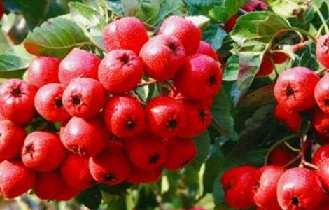 山楂常见病害及防治 山楂的病害