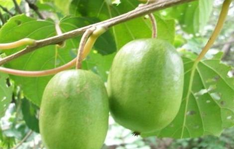 软枣猕猴桃种植注意事项 软枣猕猴桃种植注意事项和禁忌