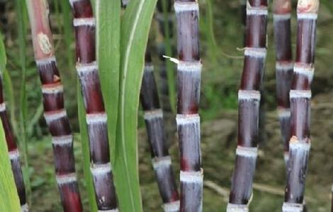 如何提高甘蔗的产量 如何提高甘蔗的产量和效率
