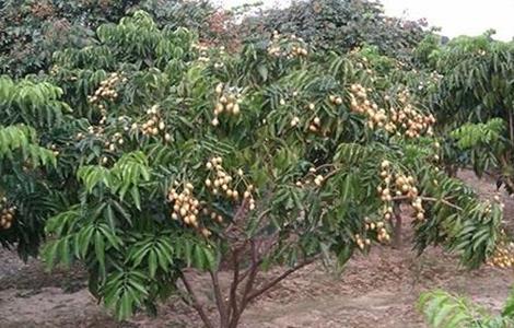 黄皮的种植条件 黄皮的种植条件和管理