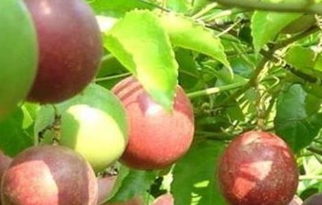 百香果怎么种好 怎样种好百香果