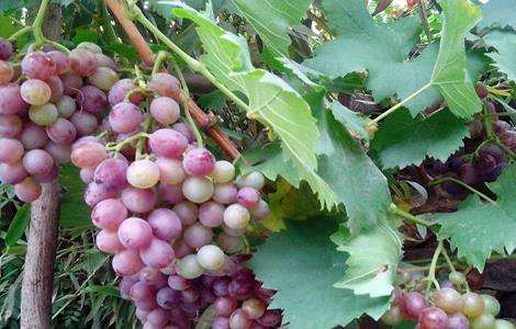 如何防止葡萄徒长 葡萄徒长怎么办