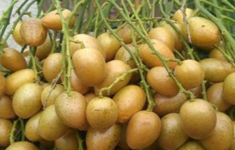 黄皮种植前景如何(现在种植哪个黄皮品种前景最好)