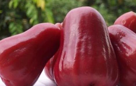 莲雾常见的种植品种（种植莲雾什么品种最好）