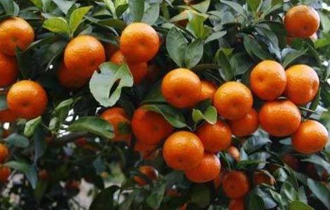 沙糖桔的高产种植技术 沙糖桔的高产种植技术和管理