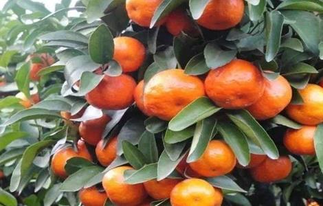 沙糖桔的高产种植技术