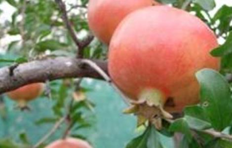 石榴坐果率低的原因及解决措施（石榴坐果率低的原因及解决措施图片）