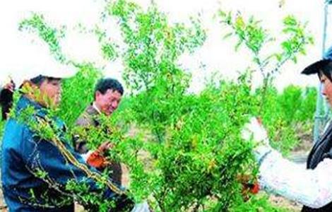 石榴树环剥时间和方法（石榴树什么时候环剥）