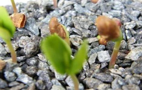 苹果树的繁殖方式 苹果树的繁殖方式一般是什么