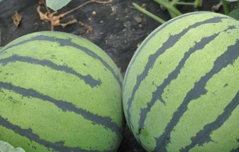 西瓜幼苗期的管理方法(西瓜幼苗期的管理方法是)