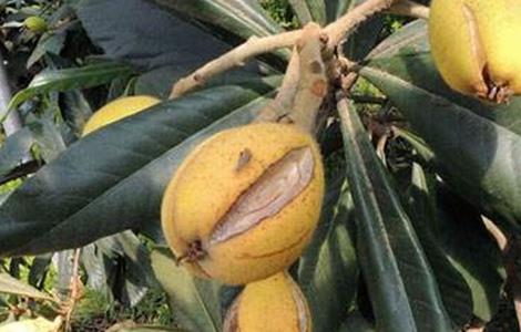 枇杷裂果的防治措施（枇杷裂果的防治措施是什么）