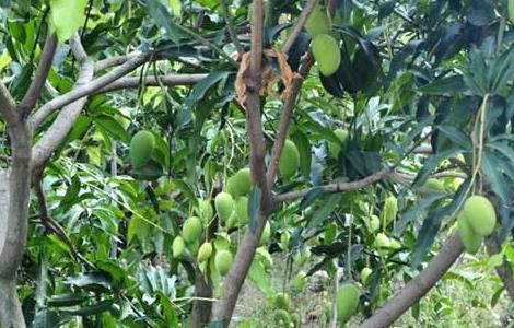 芒果种植的注意事项 芒果种植的注意事项和禁忌