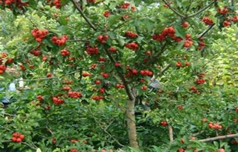山楂的施肥技术要点（山楂管理技术施肥）