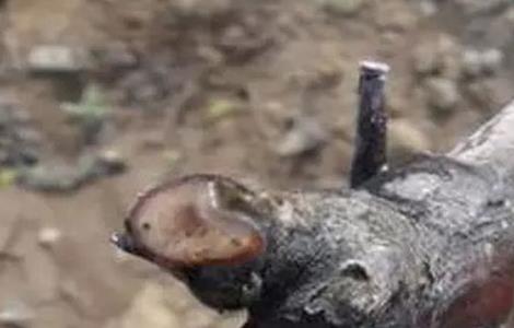 葡萄伤流的原因及防治方法 葡萄伤流的原因及防治方法是什么