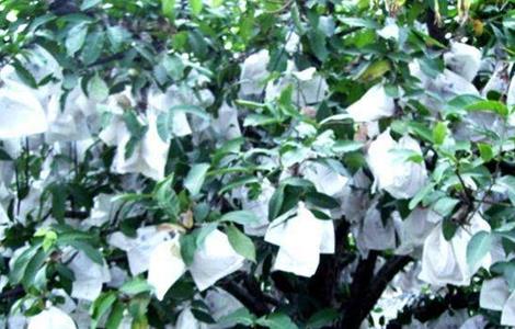 莲雾的套袋技术 莲雾套袋多少钱一个