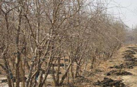 石榴树秋冬季管理要点 石榴树的秋季管理