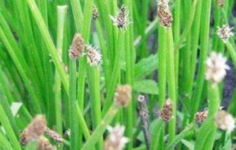 马蹄种植的注意事项 马蹄种植要求