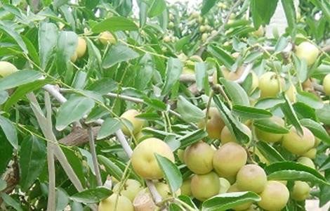 冬枣怎么种好(冬枣怎么种好活)