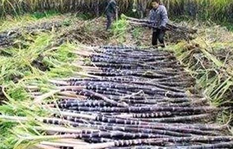 甘蔗采收注意事项 甘蔗采收注意事项及细节