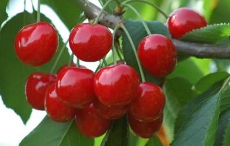 樱桃采摘后怎么管理 樱桃采摘后怎么管理好