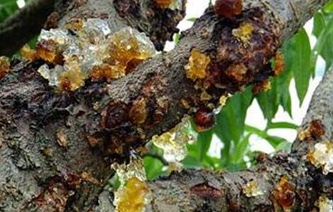 桃树常见病害症状及防治方法（桃树的常见病害及防治）