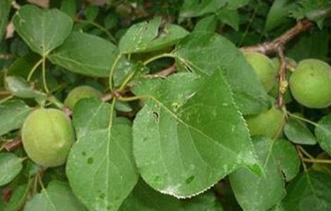 杏树坐果率低的原因及对策 杏树提高坐果率