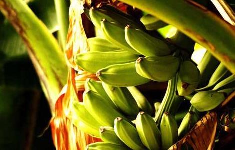 香蕉的管理方法(香蕉怎样管理)