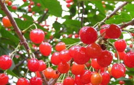 樱桃种植的日常管理（盆栽樱桃的种植管理）