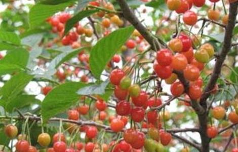 樱桃 种植 日常管理