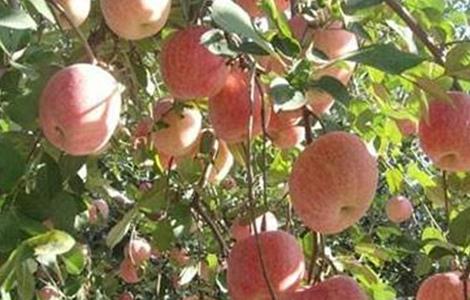 苹果着色不良的原因及解决方法 苹果着色不良的原因及解决方法图片