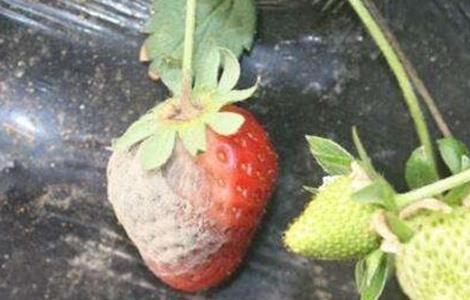 草莓烂果的原因及解决方法 草莓烂果的原因及解决方法图片