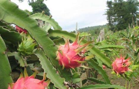 种植火龙果需要什么条件 种植火龙果需要什么条件才能结果