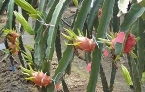 火龙果的田间管理技术(火龙果的田间管理技术与管理)