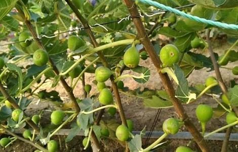 无花果种植的注意事项（无花果种植禁忌）
