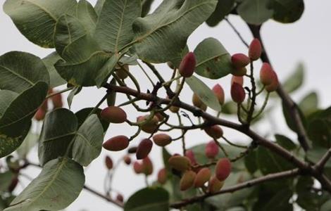 开心果的果园管理（开心果园在哪里）