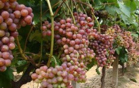 葡萄果粒小的原因 葡萄有小粒果是为什么