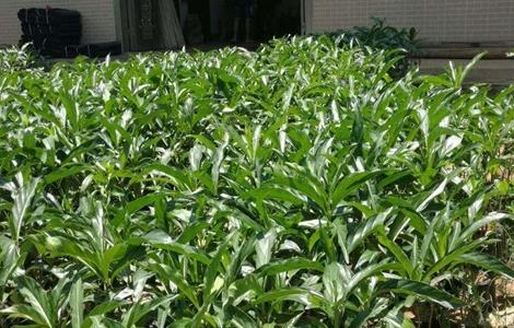 诺丽果的种植方法(诺丽果的种植方法和技术)