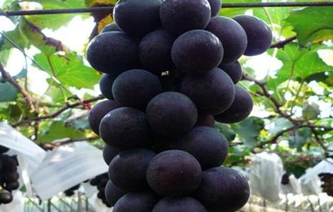 葡萄套袋前的注意事项 葡萄套袋前的注意事项视频