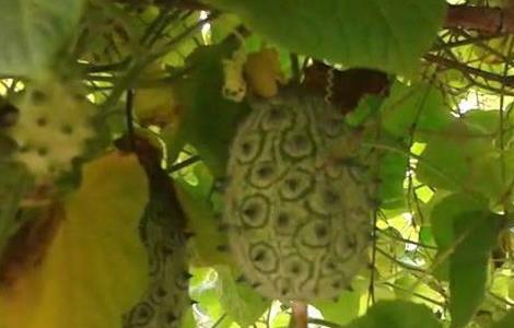 火参果的种植方法 火参果怎么种植