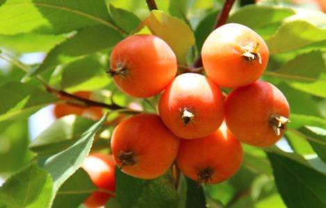 海棠果的种植方法(海棠果种植方法和注意事项)