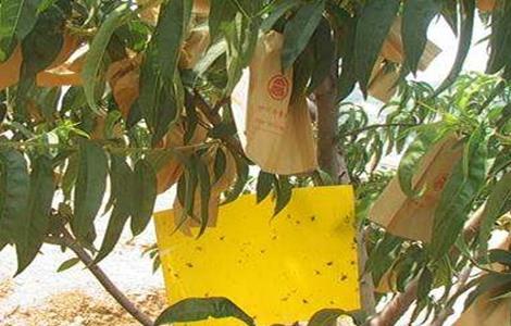 套袋 桃树 方法