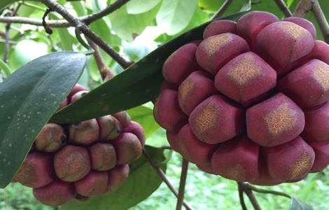 黑老虎的栽培技术 黑老虎的栽培技术是什么