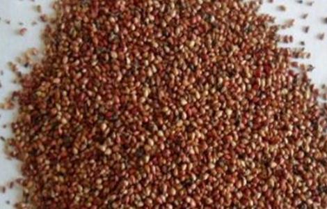 草莓种子该怎么种植(草莓种子怎么种植盆栽)