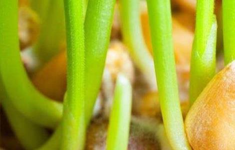 苹果种子种植方法(苹果种子种植方法和技术)